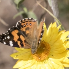 Vanessa kershawi at Acton, ACT - 14 Apr 2019 12:20 PM