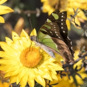 Graphium macleayanum at Acton, ACT - 14 Apr 2019 12:21 PM