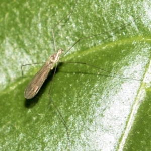 Tipulidae or Limoniidae (family) at Acton, ACT - 18 Apr 2019 12:41 PM