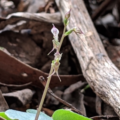 Acianthus pusillus (Small Mosquito Orchid) at Deua National Park (CNM area) - 22 Apr 2019 by MattM