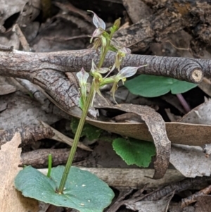 Acianthus pusillus at Wyanbene, NSW - 22 Apr 2019