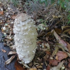 Coprinus comatus (Shaggy Ink Cap) at Wanniassa, ACT - 22 Apr 2019 by SandraH