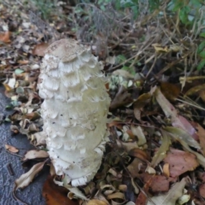 Coprinus comatus at Wanniassa, ACT - 22 Apr 2019