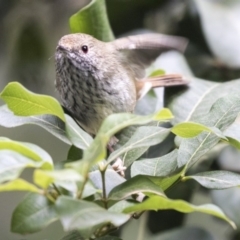 Acanthiza pusilla (Brown Thornbill) at Acton, ACT - 14 Apr 2019 by AlisonMilton