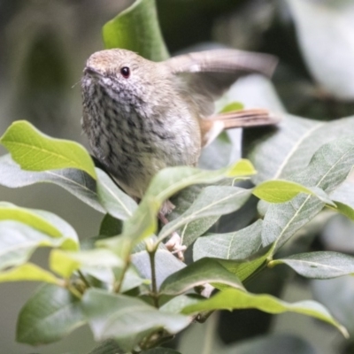 Acanthiza pusilla (Brown Thornbill) at Acton, ACT - 14 Apr 2019 by Alison Milton