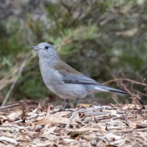 Colluricincla harmonica at Acton, ACT - 14 Apr 2019 01:05 PM