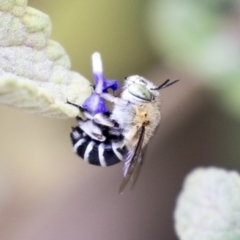 Amegilla (Zonamegilla) asserta (Blue Banded Bee) at Acton, ACT - 14 Apr 2019 by AlisonMilton