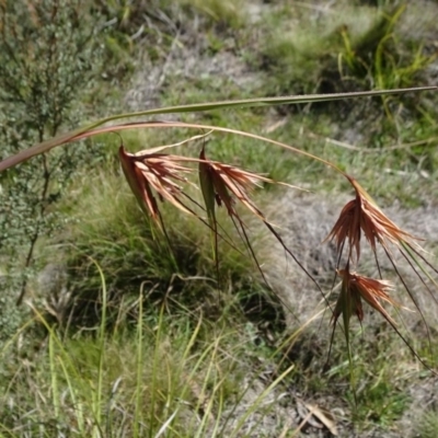 Themeda triandra (Kangaroo Grass) at Captains Flat, NSW - 27 Mar 2019 by JanetRussell