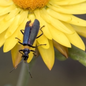 Chauliognathus lugubris at Acton, ACT - 14 Apr 2019 12:53 PM