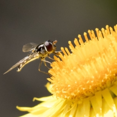 Melangyna viridiceps (Hover fly) at ANBG - 14 Apr 2019 by AlisonMilton