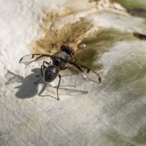 Pogonortalis doclea at Acton, ACT - 14 Apr 2019 12:32 PM