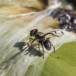 Pogonortalis doclea at Acton, ACT - 14 Apr 2019