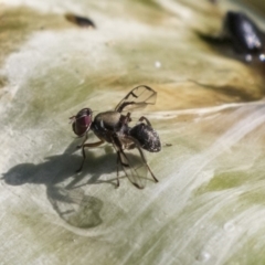 Pogonortalis doclea at Acton, ACT - 14 Apr 2019 12:32 PM