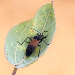 Oncopeltus (Oncopeltus) sordidus (Milk vine bug) at Hackett, ACT - 14 Apr 2019 by AlisonMilton