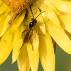 Ichneumonidae (family) (Unidentified ichneumon wasp) at Acton, ACT - 14 Apr 2019 by AlisonMilton