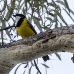 Pachycephala pectoralis at Acton, ACT - 14 Apr 2019 01:40 PM