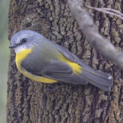 Eopsaltria australis (Eastern Yellow Robin) at Acton, ACT - 14 Apr 2019 by AlisonMilton