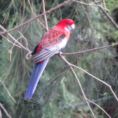 Platycercus elegans (Crimson Rosella) at Isaacs, ACT - 21 Apr 2019 by Mike