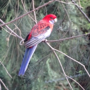 Platycercus elegans at Isaacs, ACT - 21 Apr 2019