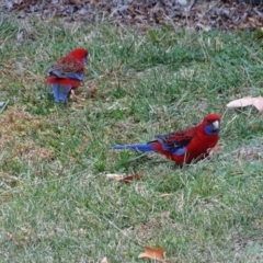 Platycercus elegans at Isaacs, ACT - 21 Apr 2019 04:27 PM