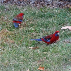 Platycercus elegans at Isaacs, ACT - 21 Apr 2019 04:27 PM