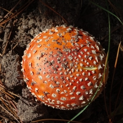 Amanita muscaria (Fly Agaric) at Isaacs, ACT - 22 Apr 2019 by Mike