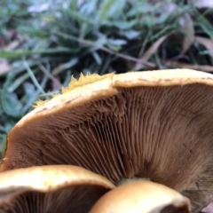 Gymnopilus junonius at Sutton, NSW - 22 Apr 2019