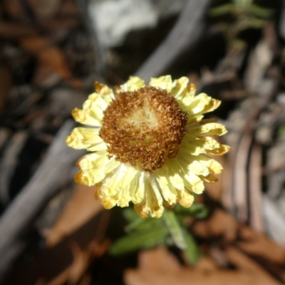 Coronidium sp. at Bombay, NSW - 20 Apr 2019 by Wandiyali