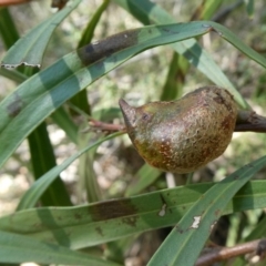 Hakea eriantha (Tree Hakea) at Bombay, NSW - 20 Apr 2019 by Wandiyali