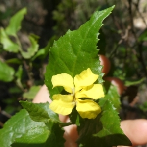 Goodenia ovata at Bombay, NSW - 20 Apr 2019