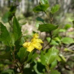 Goodenia ovata at Bombay, NSW - 20 Apr 2019