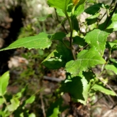 Goodenia ovata at Bombay, NSW - 20 Apr 2019