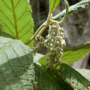 Pomaderris aspera at Bombay, NSW - 21 Apr 2019