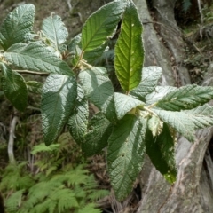 Pomaderris aspera at Bombay, NSW - 21 Apr 2019 01:03 PM