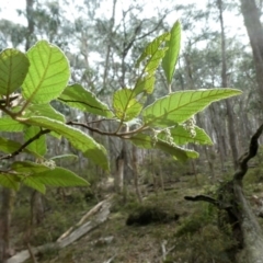 Pomaderris aspera at Bombay, NSW - 21 Apr 2019