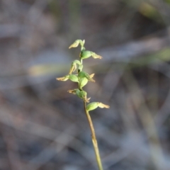 Corunastylis clivicola (Rufous midge orchid) at Hackett, ACT - 22 Apr 2019 by petersan