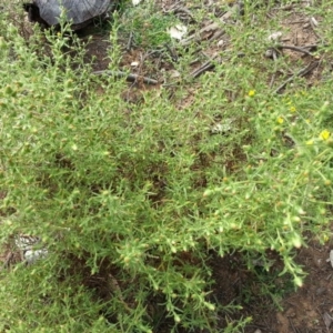 Dittrichia graveolens at Majura, ACT - 20 Apr 2019