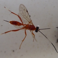 Ichneumonidae (family) (Unidentified ichneumon wasp) at Flynn, ACT - 22 Apr 2019 by Christine