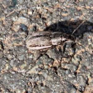 Naupactus leucoloma at Amaroo, ACT - 21 Apr 2019