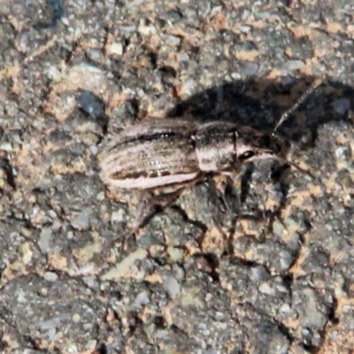 Naupactus leucoloma (White-fringed weevil) at Amaroo, ACT - 21 Apr 2019 by davobj