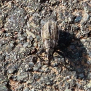 Naupactus leucoloma at Amaroo, ACT - 21 Apr 2019