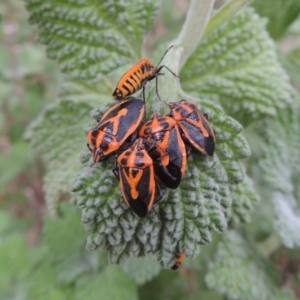 Agonoscelis rutila at Tennent, ACT - 13 Apr 2019