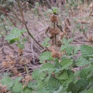 Marrubium vulgare at Tennent, ACT - 13 Apr 2019