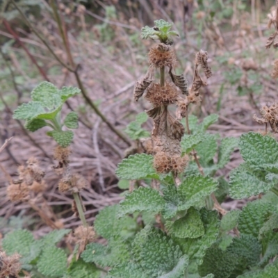 Marrubium vulgare (Horehound) at Tennent, ACT - 13 Apr 2019 by MichaelBedingfield