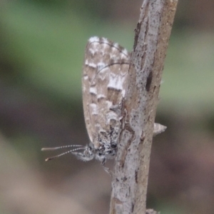 Theclinesthes serpentata at Tennent, ACT - 13 Apr 2019