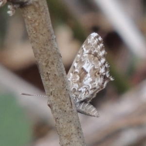 Theclinesthes serpentata at Tennent, ACT - 13 Apr 2019