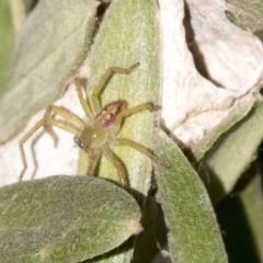 Sparassidae (family) (A Huntsman Spider) at Hackett, ACT - 14 Apr 2019 by AlisonMilton