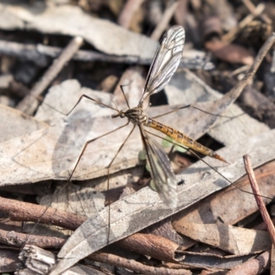 Ptilogyna sp. (genus) (A crane fly) at Acton, ACT - 14 Apr 2019 by AlisonMilton