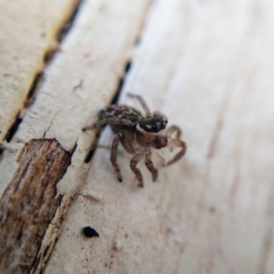 Maratus griseus (Jumping spider) at Ngunnawal, ACT - 22 Apr 2019 by Angus44