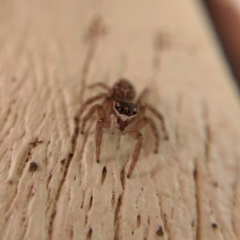 Maratus griseus at Ngunnawal, ACT - 22 Apr 2019